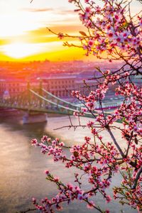 Spring Blossoms at Sunset — 500-piece jigsaw puzzle