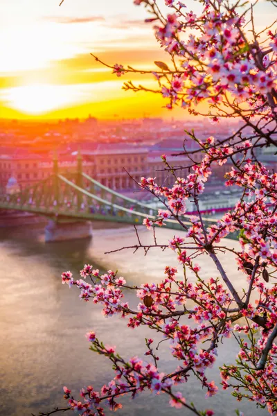 Spring Blossoms at Sunset — 500-piece jigsaw puzzle