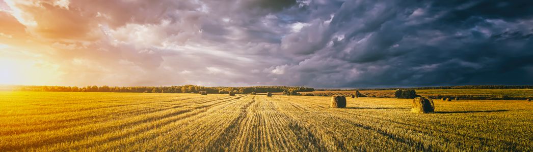 Golden Harvest Field — 200-piece jigsaw puzzle
