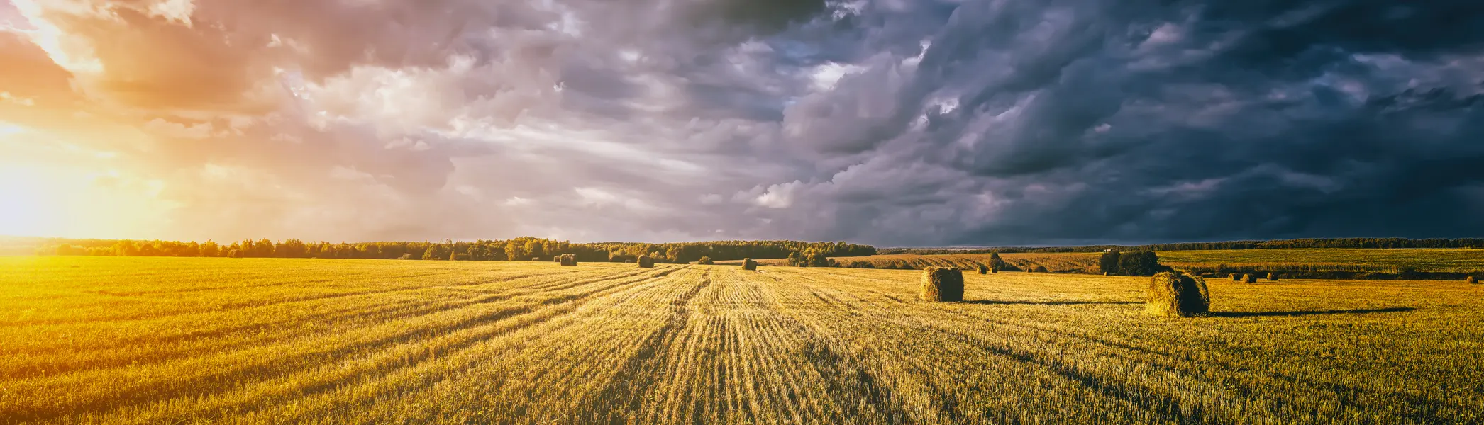 Golden Harvest Field — 200-piece jigsaw puzzle