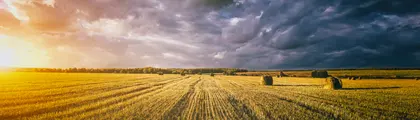 Golden Harvest Field — 200-piece jigsaw puzzle