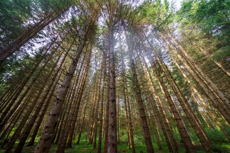 Enchanted Forest Canopy — 500-piece jigsaw puzzle