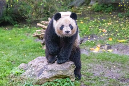Panda on Rock — 300-piece jigsaw puzzle