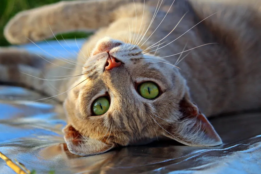 Playful Cat Gaze — 200-piece jigsaw puzzle