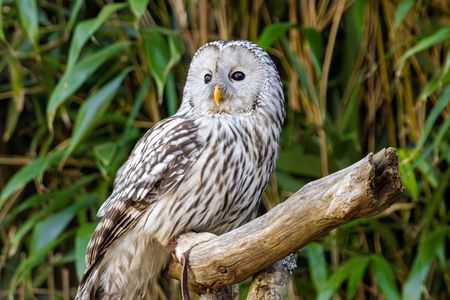 Regal Owl Perched — 200-piece jigsaw puzzle