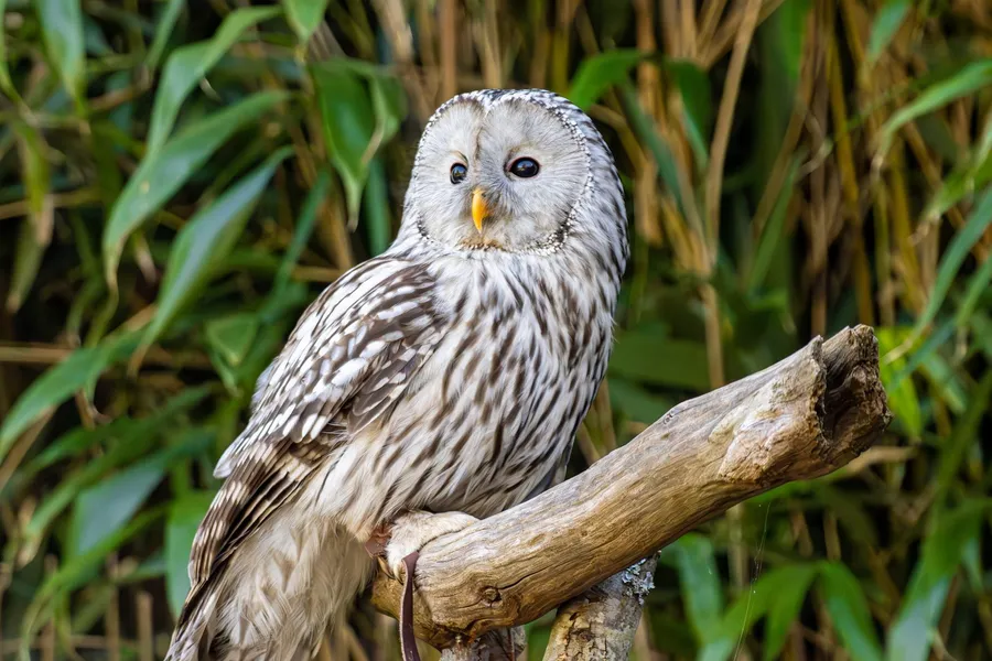 Regal Owl Perched — 200-piece jigsaw puzzle