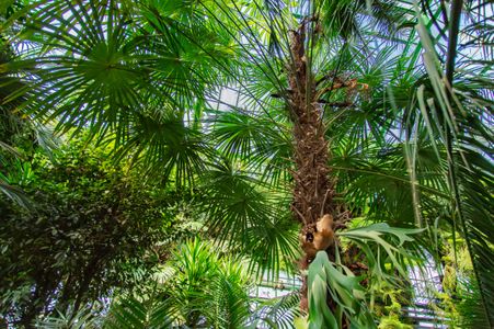 Lush Tropical Canopy — 200-piece jigsaw puzzle