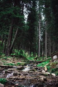 Forest Stream Serenity — 300-piece jigsaw puzzle