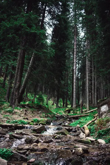 Forest Stream Serenity — 300-piece jigsaw puzzle