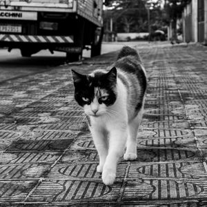 Determined Street Cat — 300-piece jigsaw puzzle