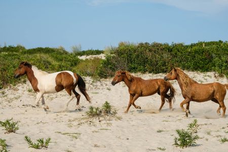 Wild Horses Galloping — 150-piece jigsaw puzzle