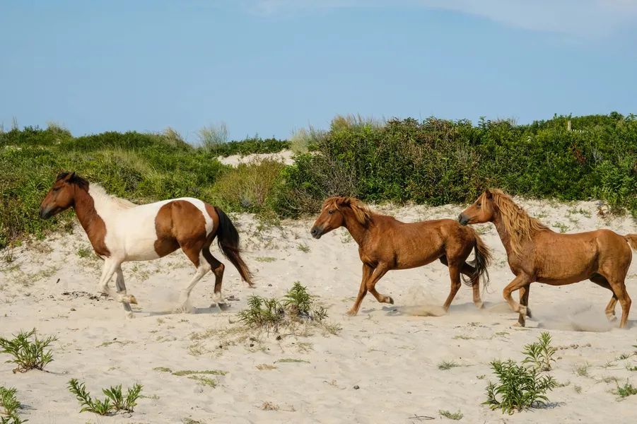 Wild Horses Galloping — 150-piece jigsaw puzzle