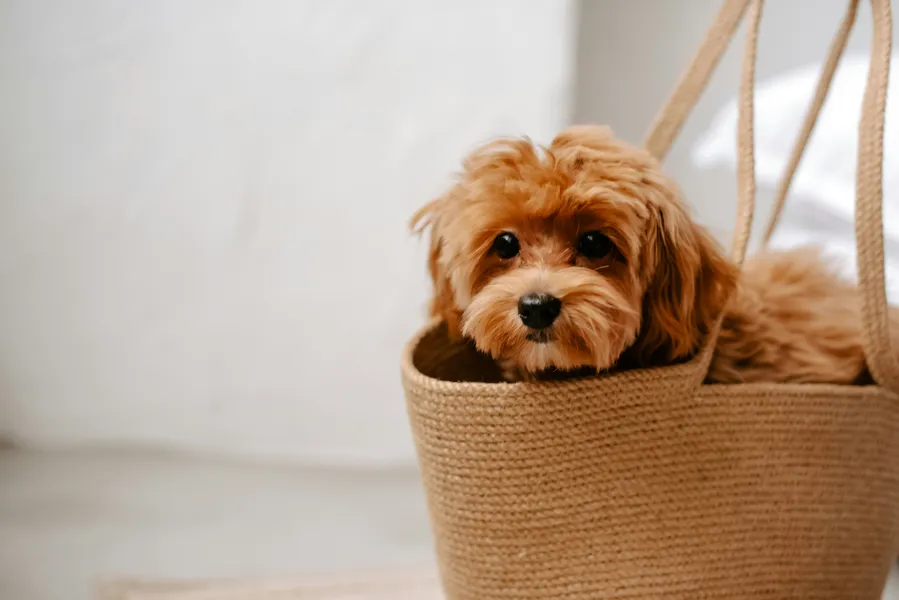 Puppy in a Basket — 150-piece jigsaw puzzle