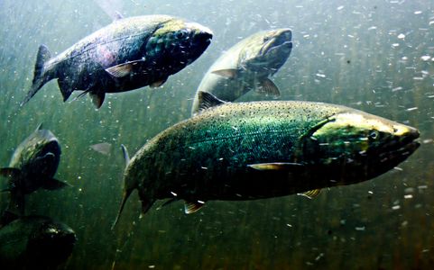 Majestic Salmon Swim — 100-piece jigsaw puzzle