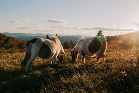 Ponies at Sunset — 200-piece jigsaw puzzle