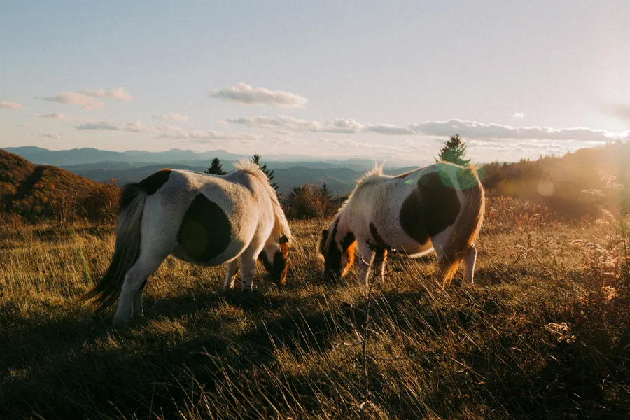 Ponis al atardecer — rompecabezas de 200 piezas