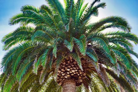 Majestic Palm Crown — 400-piece jigsaw puzzle