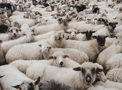 Flock of Sheep — 100-piece jigsaw puzzle