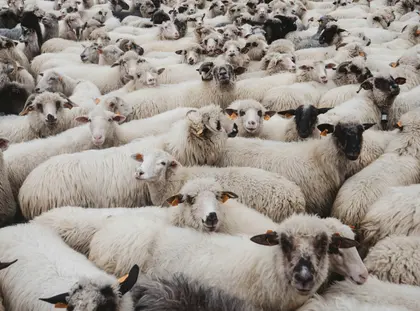 Flock of Sheep — 100-piece jigsaw puzzle