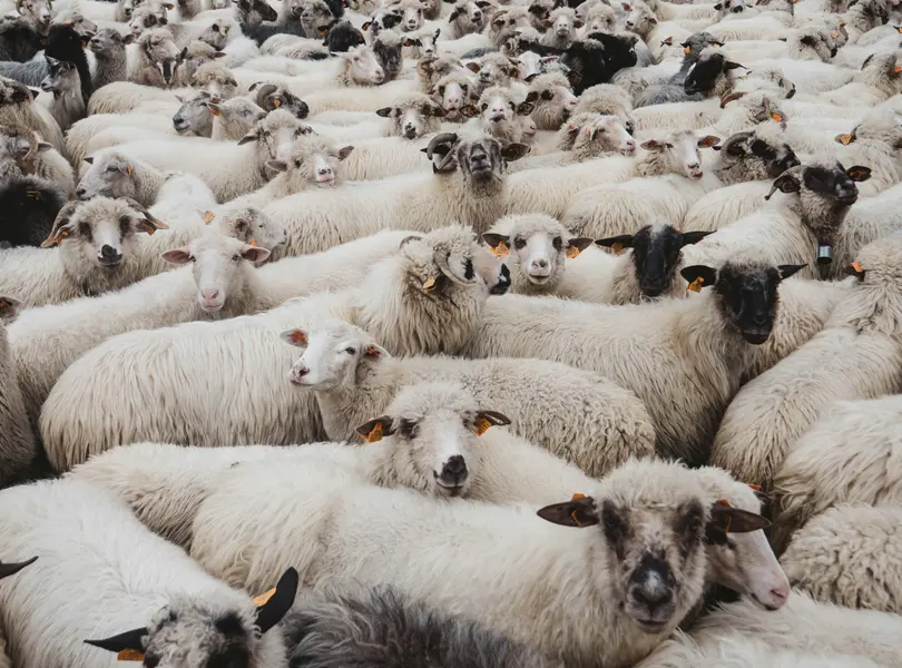 Flock of Sheep — 100-piece jigsaw puzzle