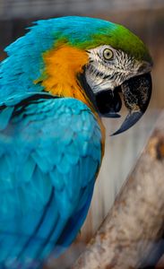 Vibrant Parrot Portrait — 150-piece jigsaw puzzle