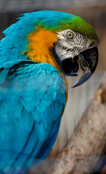 Vibrant Parrot Portrait — 150-piece jigsaw puzzle