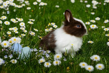 Springtime Bunny Bliss — 64-piece jigsaw puzzle