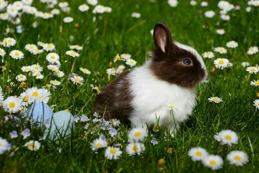 Springtime Bunny Bliss — 64-piece jigsaw puzzle
