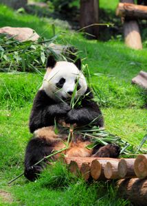 Panda Enjoying Bamboo — 300-piece jigsaw puzzle