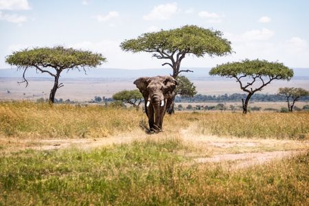 Elephant on the Savannah — 300-piece jigsaw puzzle