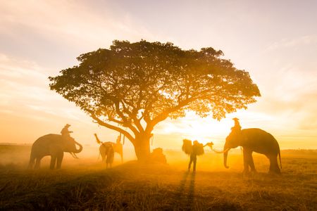 Elephants at Sunrise — 100-piece jigsaw puzzle