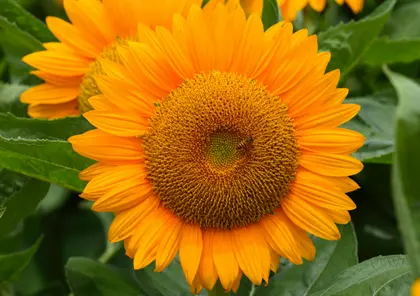 Vibrant Sunflower Bloom — 100-piece jigsaw puzzle