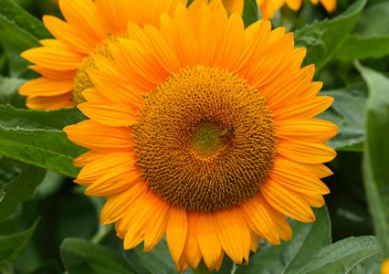 Vibrant Sunflower Bloom — 100-piece jigsaw puzzle
