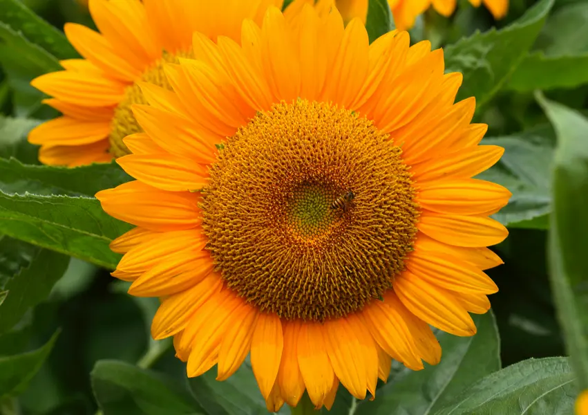 Vibrant Sunflower Bloom — 100-piece jigsaw puzzle