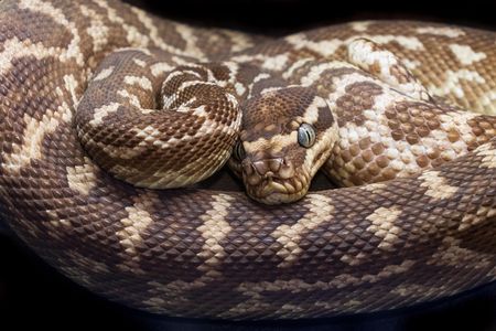 Coiled Majesty — 200-piece jigsaw puzzle