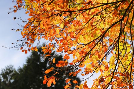 Autumn Leaves Symphony — 400-piece jigsaw puzzle