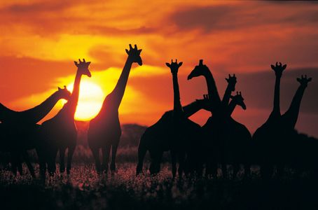 Giraffe Silhouettes at Sunset — 64-piece jigsaw puzzle