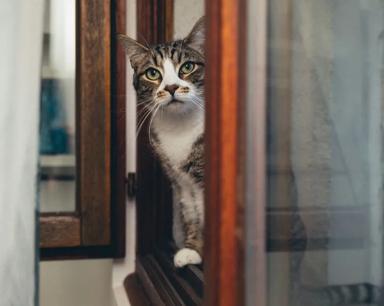 Curious Cat in Window — 200-piece jigsaw puzzle
