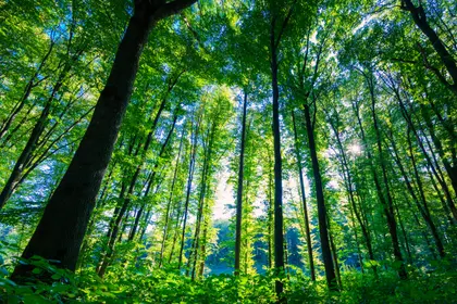 Auringonvalon metsäkansi — 200 palan palapeli