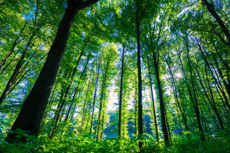 Sunlit Forest Canopy — 200-piece jigsaw puzzle