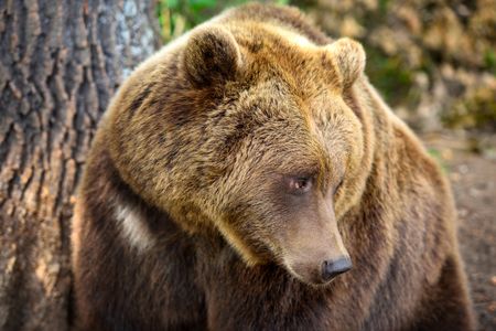 Majestic Brown Bear — 100-piece jigsaw puzzle