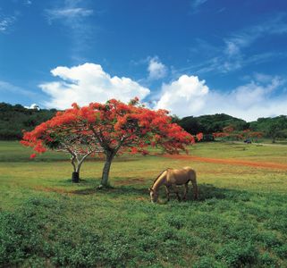 Tranquil Pastoral Scene — 64-piece jigsaw puzzle