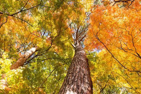 Autumn Canopy Glow — 300-piece jigsaw puzzle