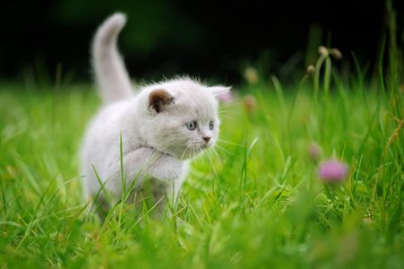 Curious Kitten Adventure — 200-piece jigsaw puzzle