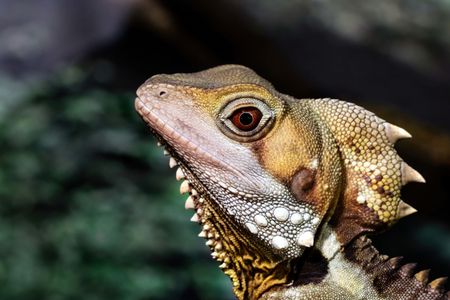 Majestic Lizard Gaze — 300-piece jigsaw puzzle