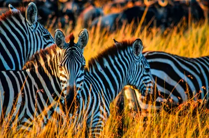 Zebras In Golden Grass — 54-piece jigsaw puzzle