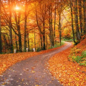 Autumn Pathway Glow — 300-piece jigsaw puzzle