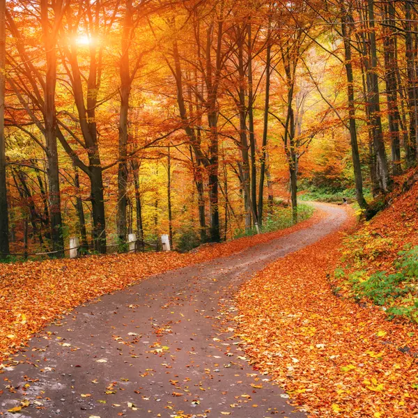 Autumn Pathway Glow — 300-piece jigsaw puzzle