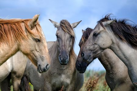 Equine Gathering — 300-piece jigsaw puzzle