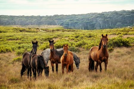 Wild Horses in Meadow — 200-piece jigsaw puzzle